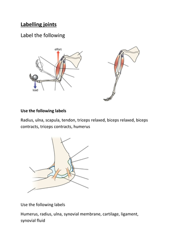 Muscles and joints by jawatton - Teaching Resources - Tes