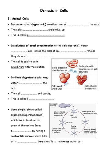 Worksheets Osmosis Worksheet osmosis worksheet sharebrowse of sharebrowse