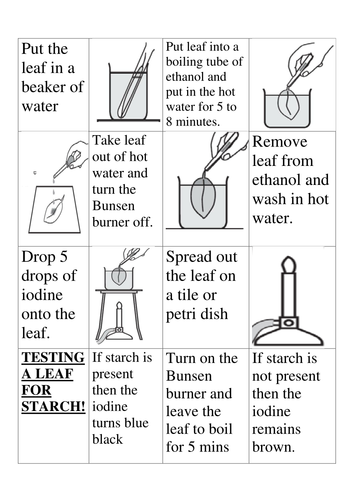 Testing a leaf for starch cut and stick by Caminicks - Teaching