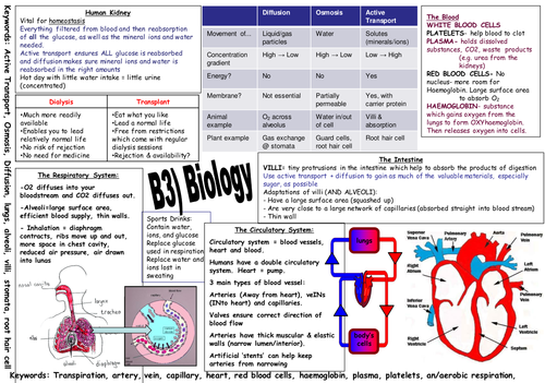 Revisions bac sciences essay