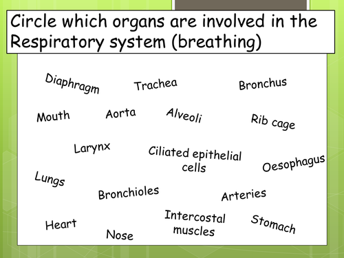Breathing and respiration by kmyler - Teaching Resources - Tes