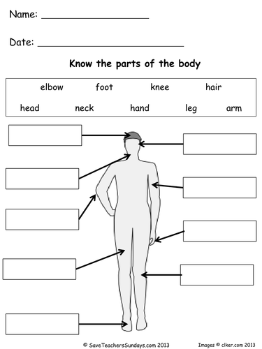 Parts Of The Body Lesson Plan And Worksheets By Saveteacherssundays