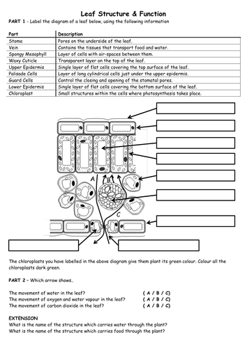 Leaf Structure by biscuitcrumbs - Teaching Resources - Tes