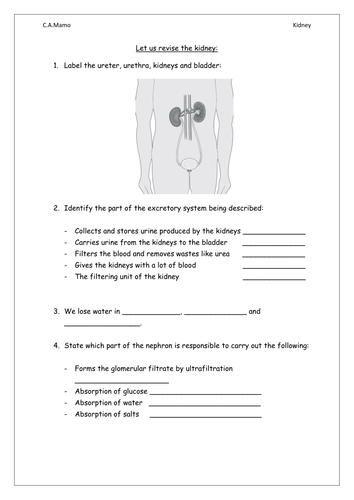 Worksheet about kidneys by cheryl87 - Teaching Resources - Tes