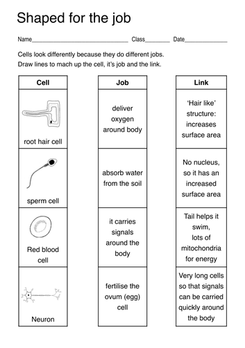 Specialised Cell Worksheets By Lukemorton Teaching Resources Tes