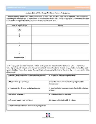 Amoeba Sisters Video Recap The Eleven Human Body Systems Answer Key