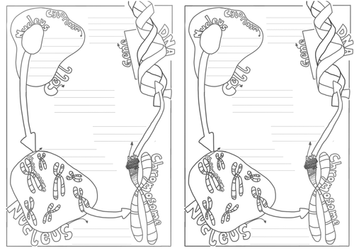 Worksheets Chromosome Worksheet dna and chromosomes by katie lu teaching resources tes