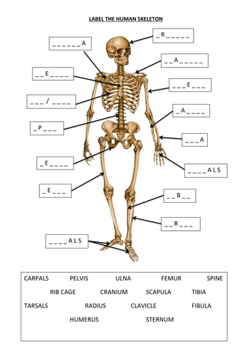 Label the Human Skeleton by 20008496 - Teaching Resources - Tes