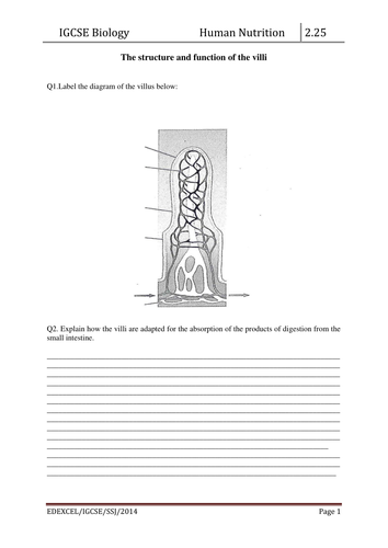 Structure and function of a villus worksheet by scienefun - Teaching