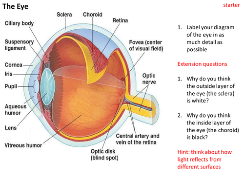 Structure and functions of the eye by sgreen2 - Teaching Resources - Tes