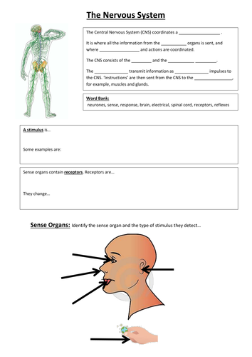 What is the nervous system? by amberprice - Teaching Resources - Tes