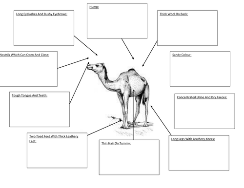 A Quick Look a Adaptations- The Camel by geg60130 - Teaching Resources