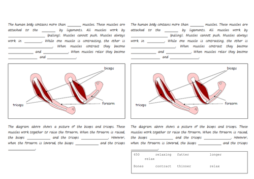 Worksheets Muscles Worksheet the skeleton and muscles powerpoint worksheets by hilly577 teaching resources tes