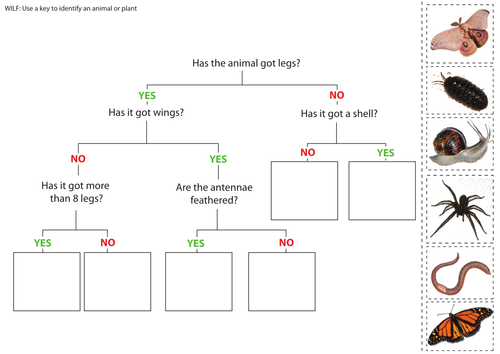 Worksheets Classifying Organisms Worksheet classification keys by kirstyebowden teaching resources tes