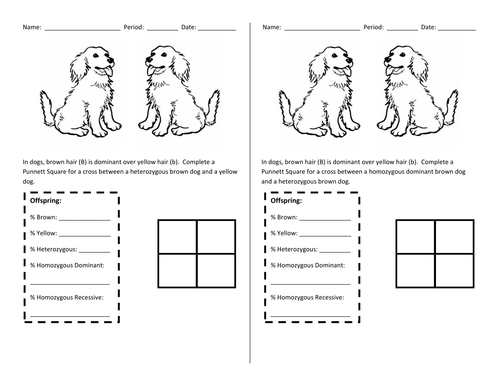 Worksheets Punnett Square Worksheet punnett square worksheet sharebrowse blank sharebrowse