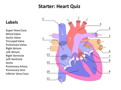 Circulatory System