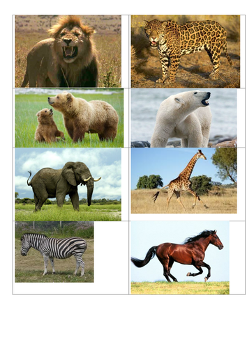 Classifying living things - animal magic!