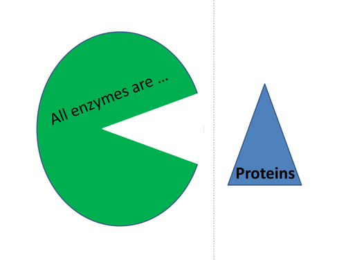 Enzyme Revision Activities