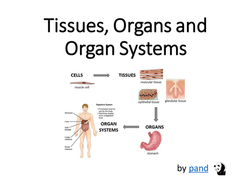Cells Tissues Organs And Organ Systems Presentation Teaching Resources