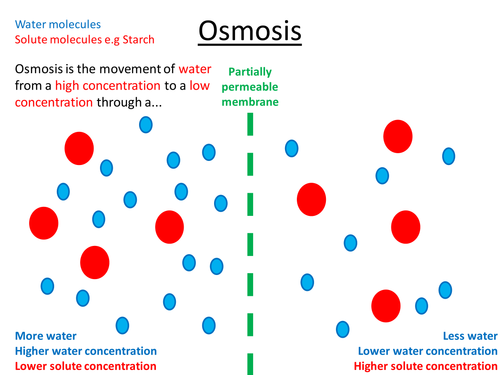 osmosis diagram gcse