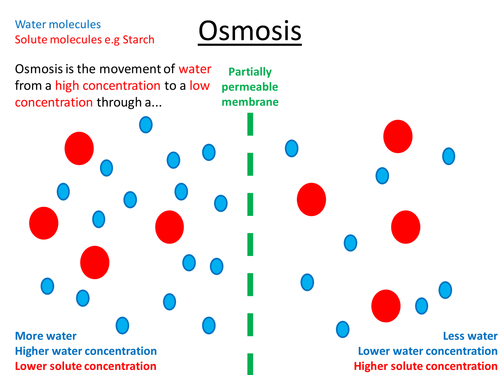 IGCSE/GCSE/ Standard Grade Osmosis PowerPoint