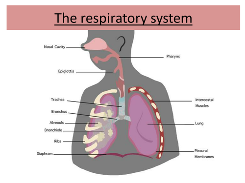 IGCSE/GCSE/Standard Grade Respiratory System PowerPoint
