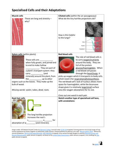 Specialised Cell Adaptations - presentation and worksheets