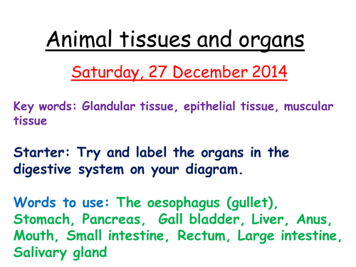 Animal tissues and organs B2 AQA