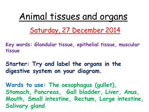 Animal tissues and organs B2 AQA | Teaching Resources