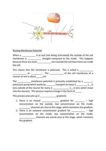 Gap Fill - Resting Potential & Action Potential