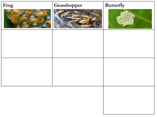 Science: Animal Life Cycle