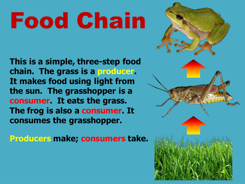 Science: Food Chains and Webs