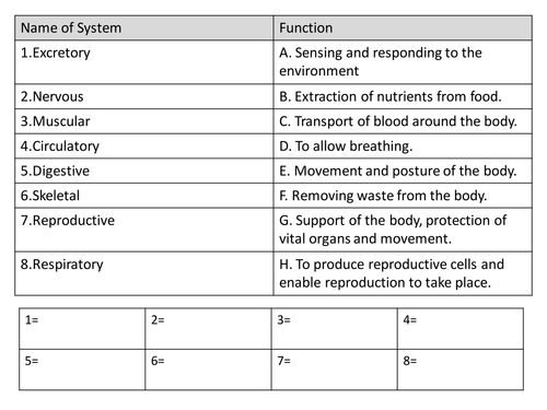 Organs of the Digestive System