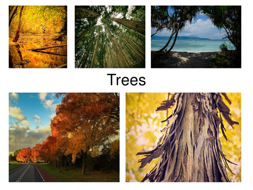 30 High Quality Tree Photos Presentation. Ideal For Display and Flash Cards