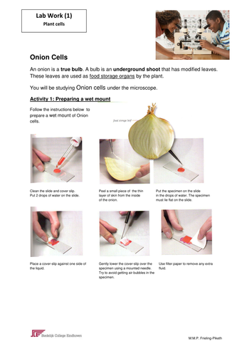 worksheet animal cell of by Looking Cheek Elodea, and Onion at cells