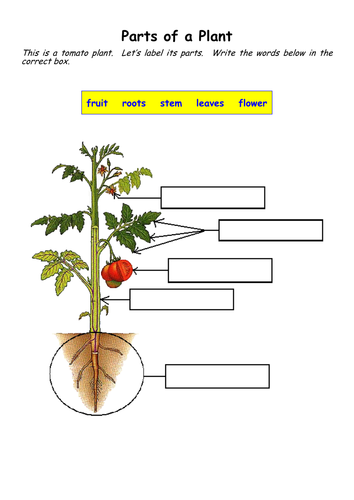 Science: Plant Parts