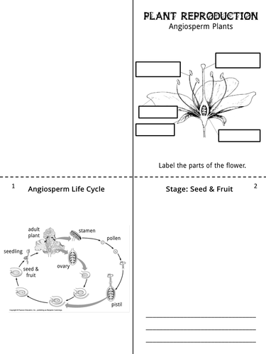 Science: Plant Life Cycle | Teaching Resources