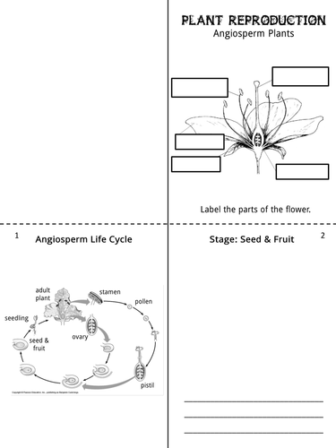 Science: Plant Life Cycle