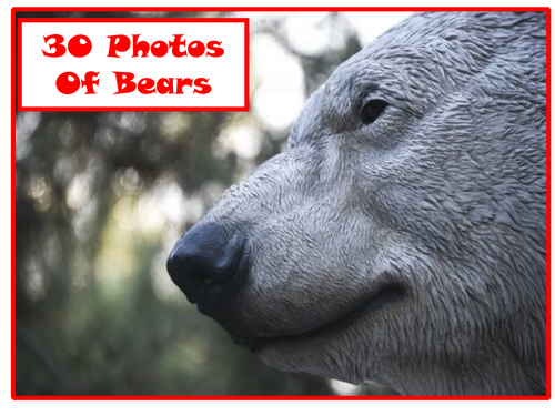30 Bear Photos PowerPoint Presentation