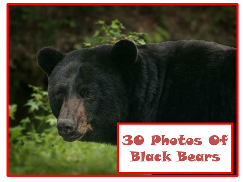 30 Black Bear Photos PowerPoint Presentation