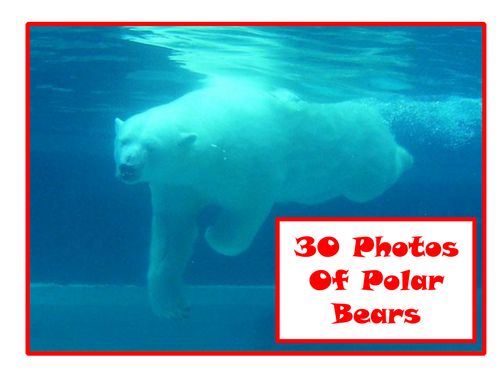 30 Polar Bear Photos PowerPoint Presentation