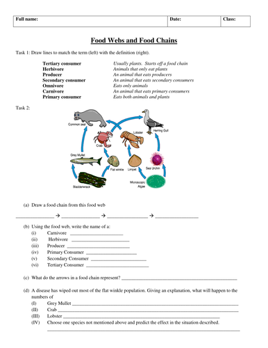 Food Chains and Webs worksheet (improved)