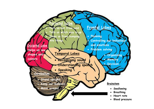 My Brain - the 6 parts of the brain and what they do