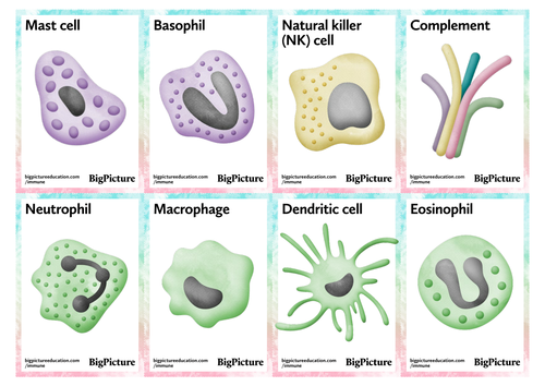 16 printable colour cards to show the components of the immune system