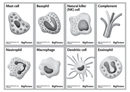 16 printable cards to show the different components of the immune system (black and white)