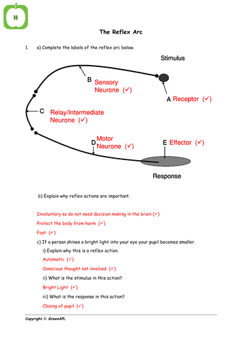 Biology: The reflex arc