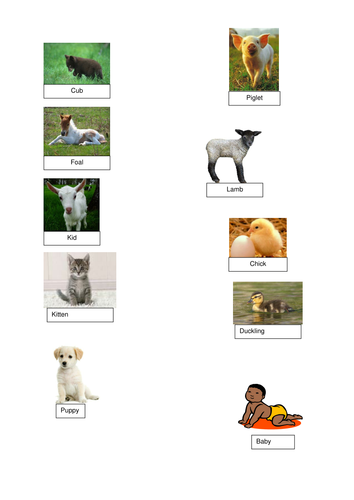 The Body, growing and offspring. Animals and humans