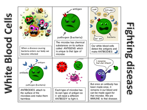 white blood cells fighting infection cartoon