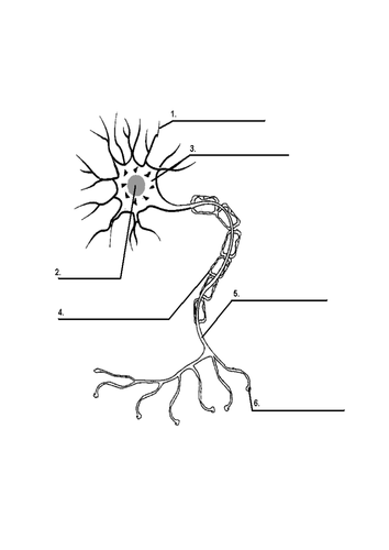 Neuron | Teaching Resources