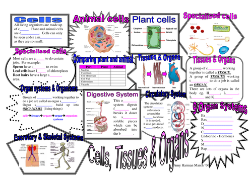 Revision maps for Key Stage 3 2 KS3 KS2 Science Biology ...